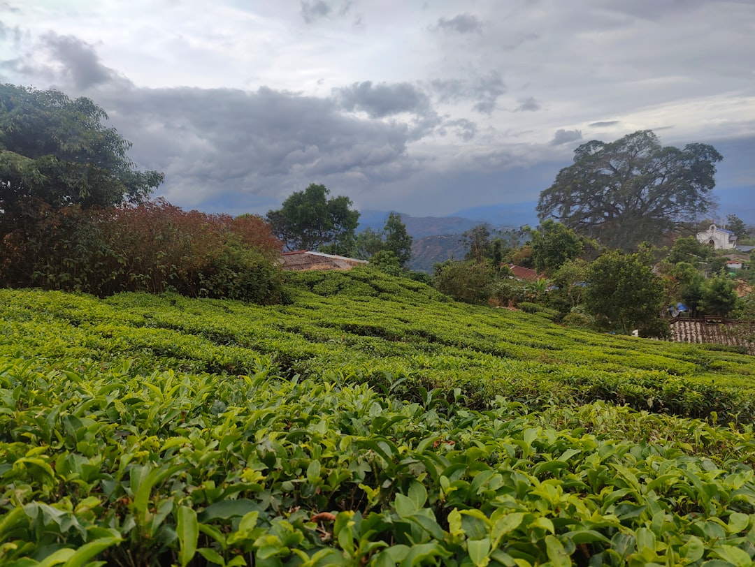 Tea Garden Visit